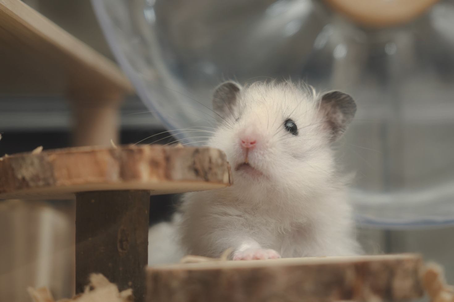 Top Tips for a Happy Hamster Home