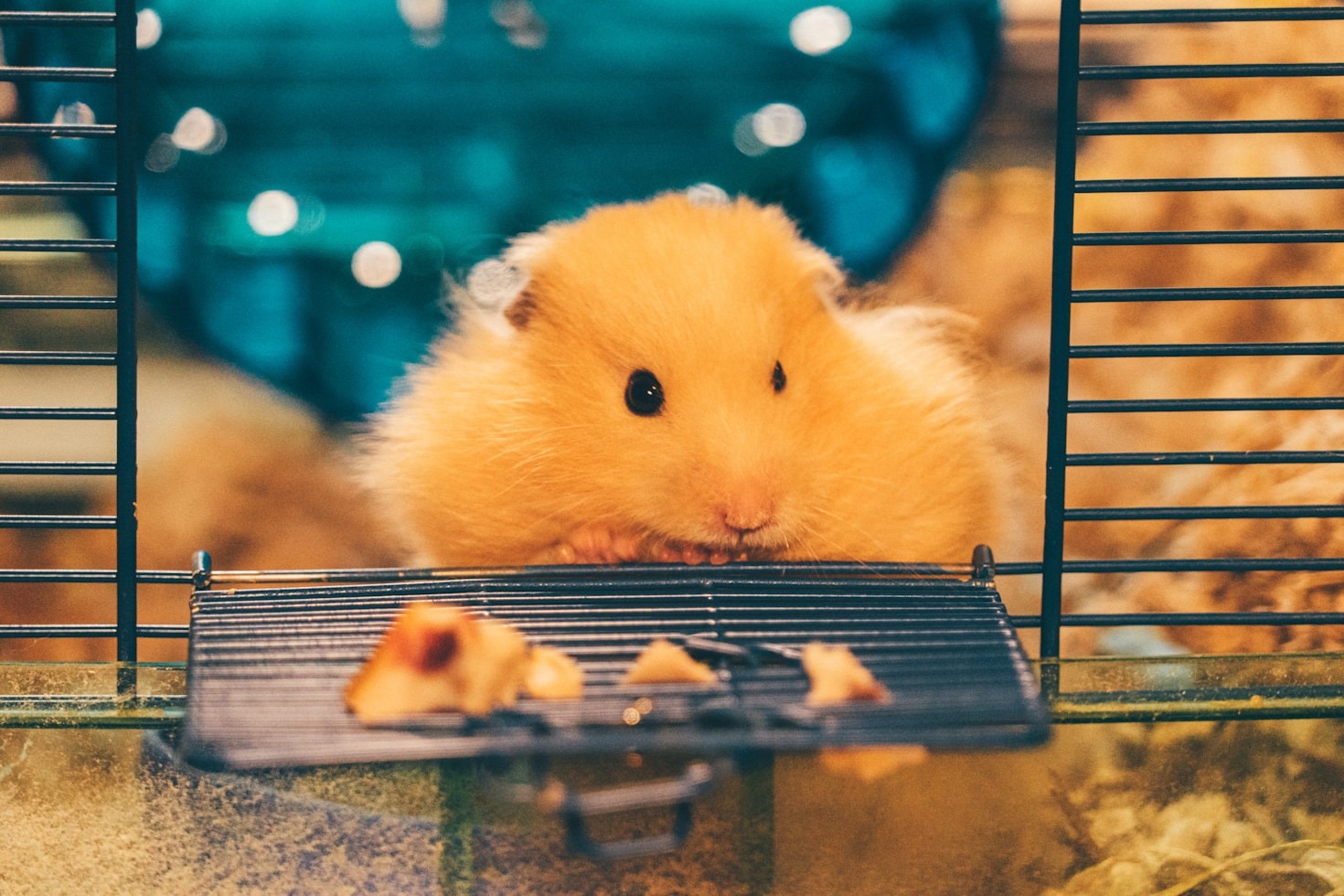Seasonal Hamster Activities to Try
