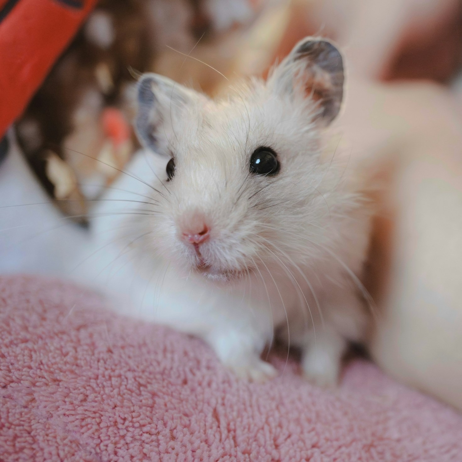 How to Create a Hamster Treasure Hunt