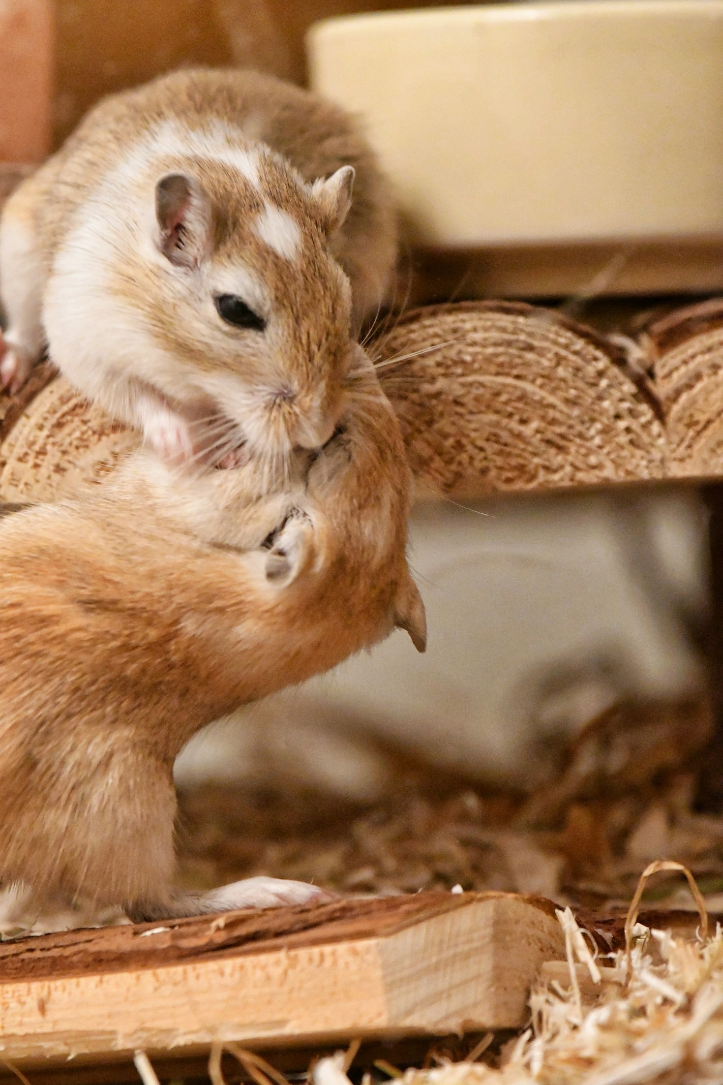 Why Hamsters Love Themed Treat Bundles