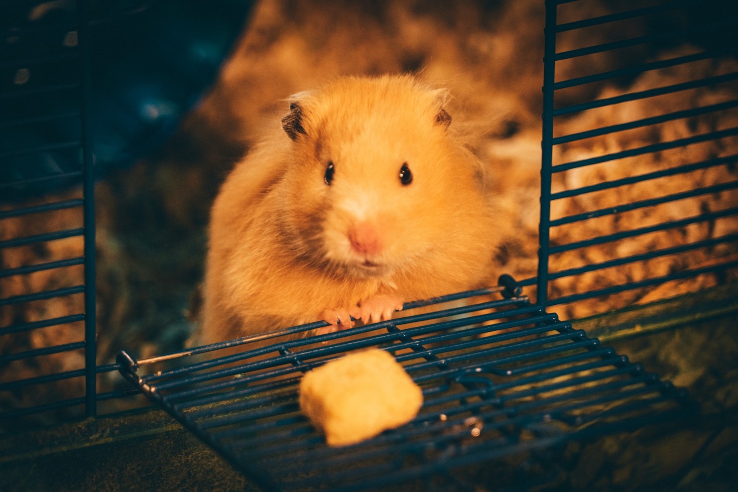 Crafting the Perfect Hamster Enrichment Setup
