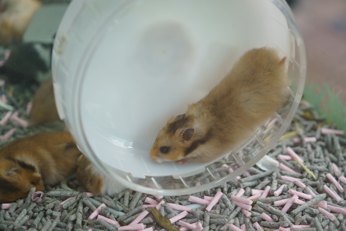 A Guide to Hamster Care Through the Seasons