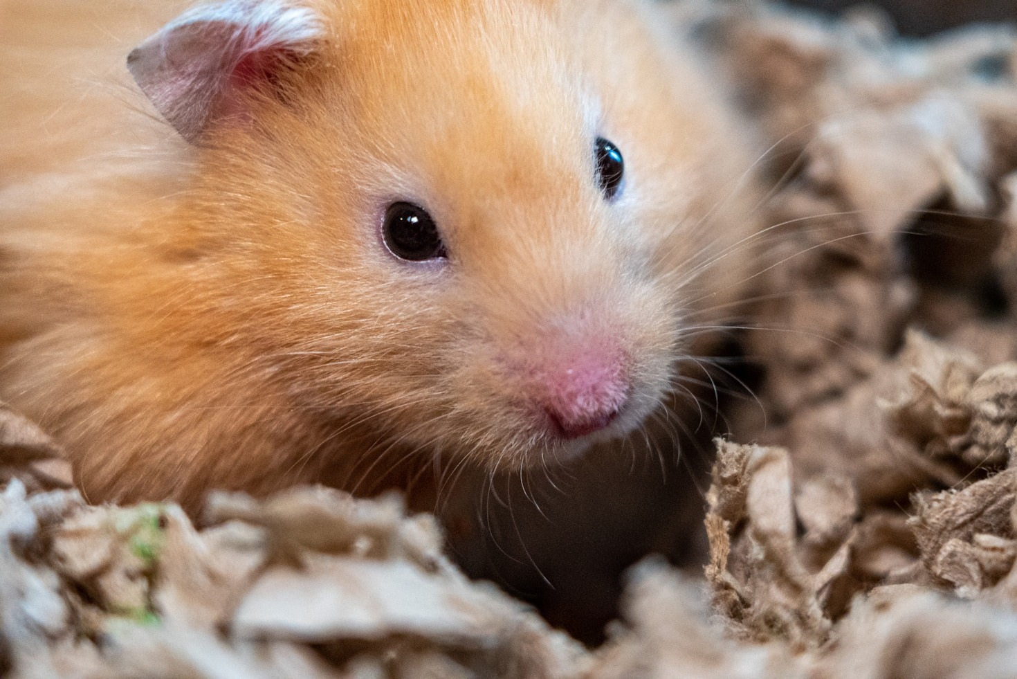 Exploring the World of Hamster Subscription Boxes
